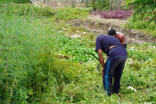 Community Clean-up Drives