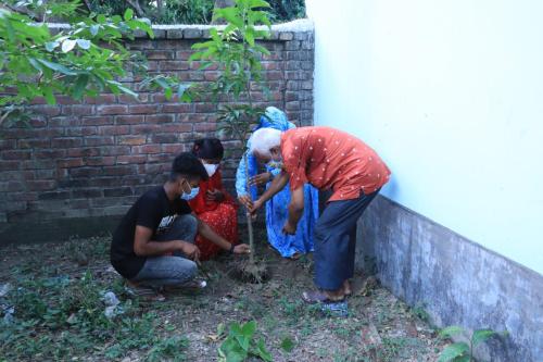 Tree Plantation