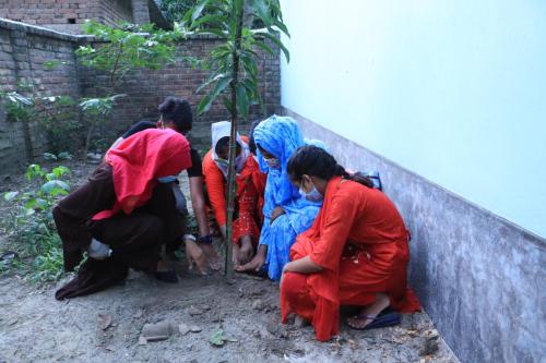 Tree Plantation