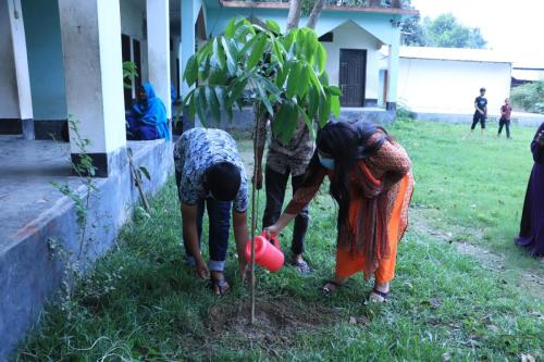 Tree Plantation