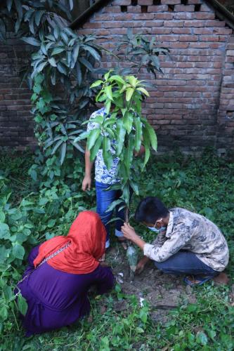 Tree Plantation